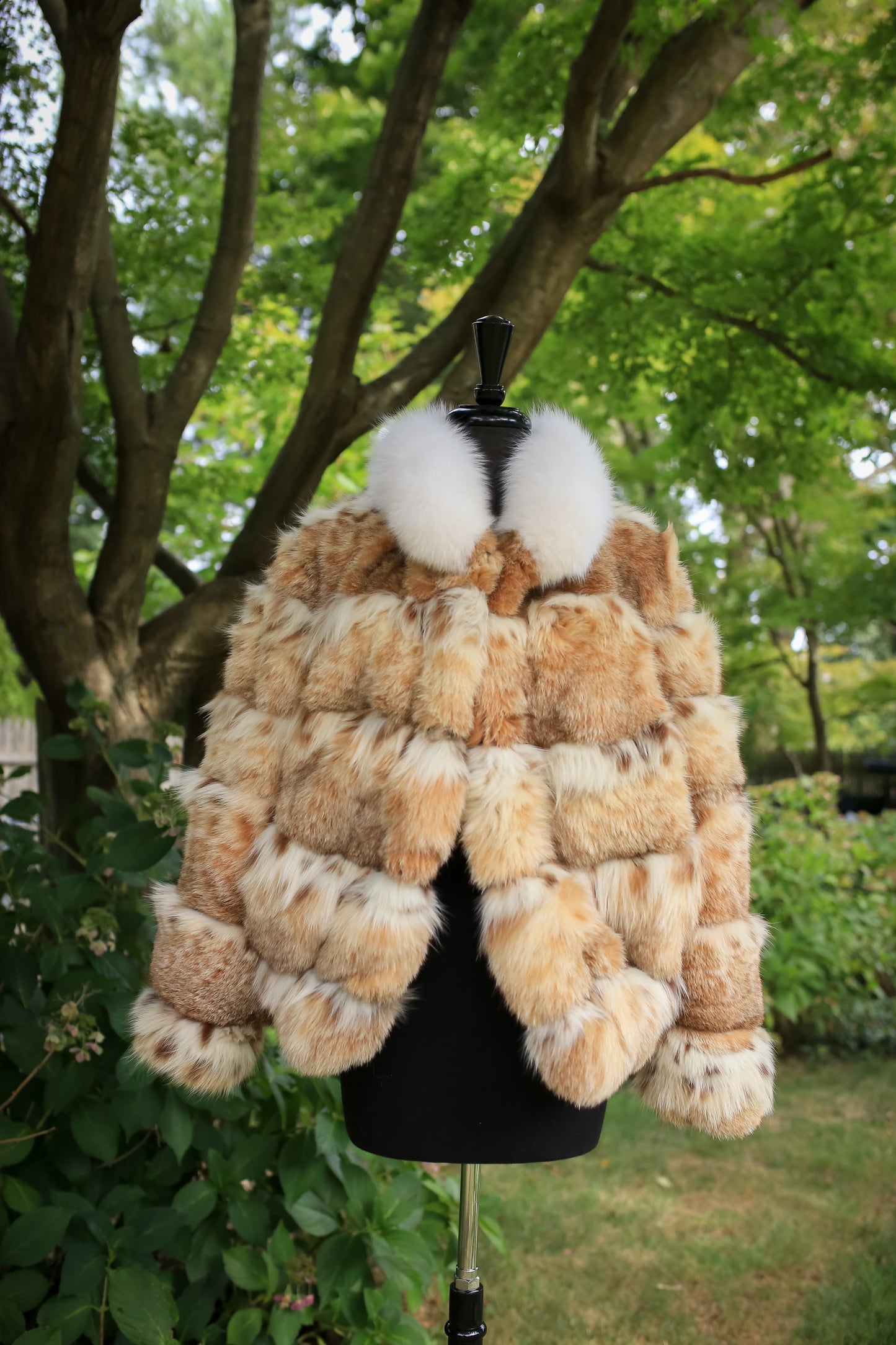 Lynx w/ Fox Collar