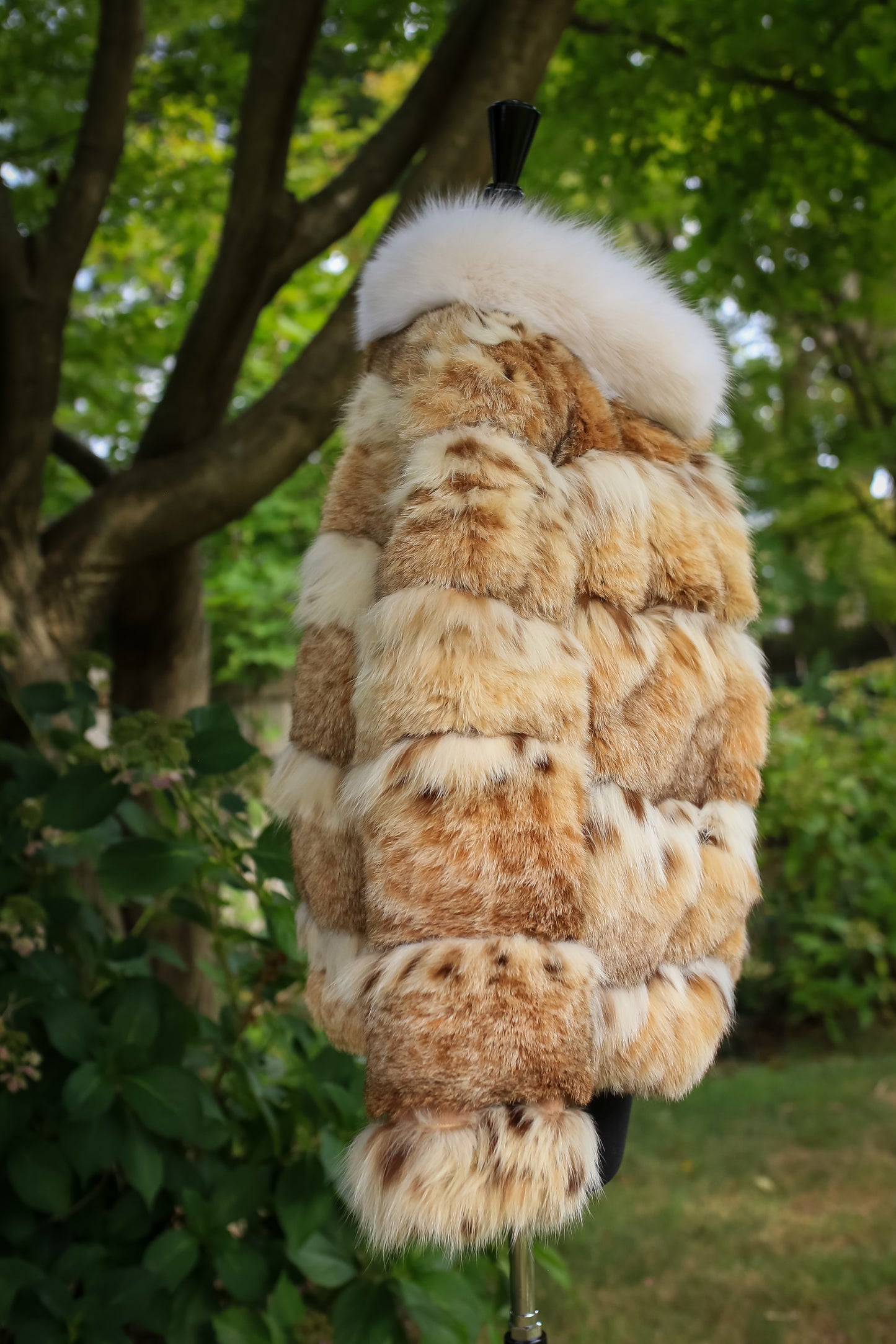 Lynx w/ Fox Collar